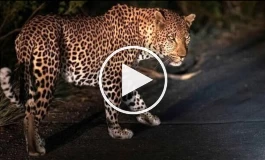 ببینید | جدال نفس‌گیر پلنگ و میمون روی یک درخت غول پیکر